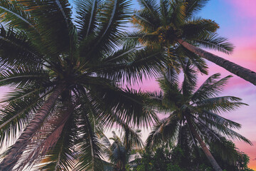 Fototapeta na wymiar coconut palms tree and clouds twilight