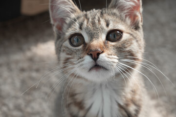 young cat face closeup, portrait of young cat, serious kitten 