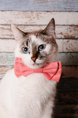 Obraz premium Cute white blue-eyed cat in pink bow tie on wooden background, close up portrait