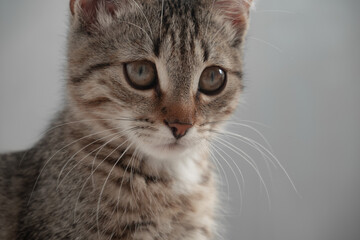 young cat face closeup, portrait of young cat, kitten on grey background