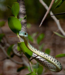 Naklejka na ściany i meble Variegated bush snake in a tree