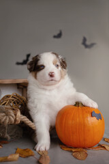 Australian shepherd bicolor puppy in a box with a pumpkin