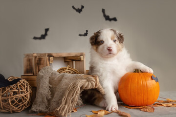 Australian shepherd bicolor puppy in a box with a pumpkin