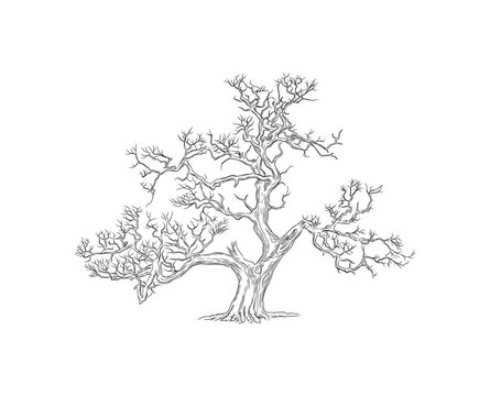 big drought tree, hand drawn. suitable for coloring books for children.