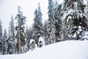 man snowboarder at winter forest