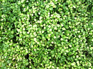 Green grass mat. Natural coating texture.