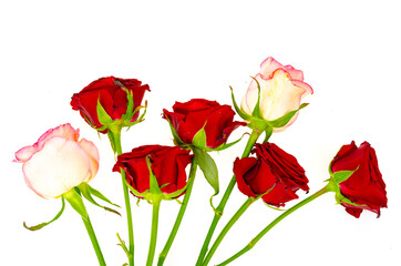 Dark red roses isolated on white background.