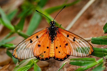 Orange butterfly