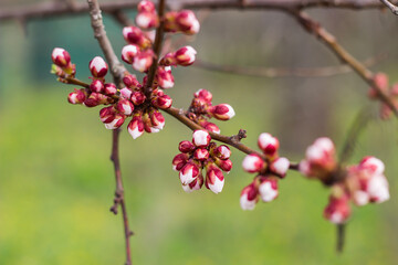 the first flowering of an apple or apricot in spring. branches with flower buds