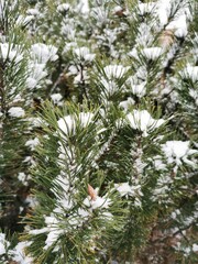 Christmas tree branches