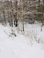 Fototapeta premium winter forest in the snow