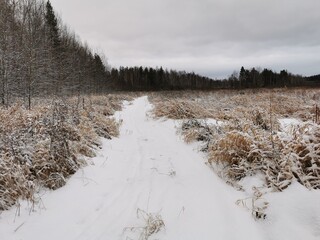 winter forest in the snow
