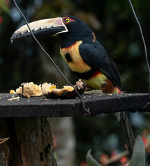 El tucán toco​ (Ramphastos toco) es una especie de ave piciforme de la familia Ramphastidae,