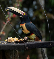 El tucán toco​ (Ramphastos toco) es una especie de ave piciforme de la familia Ramphastidae,