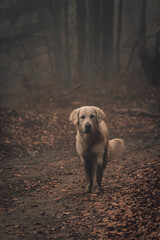 Obraz premium Little buddy walk.