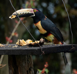 El tucán toco​ (Ramphastos toco) es una especie de ave piciforme de la familia Ramphastidae,