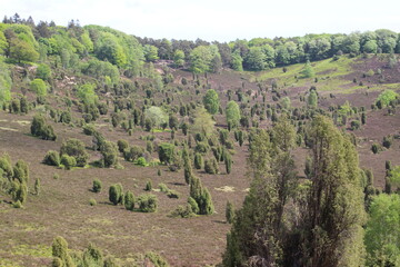 Frühlingstag in der Lüneburger Heide bei Behringen