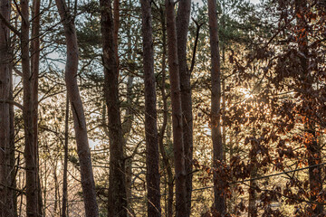 Obraz premium Sun shining through a forest.