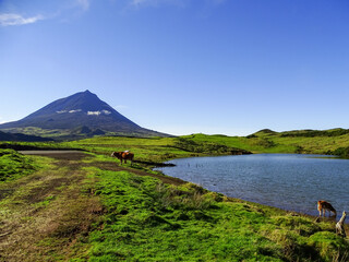 Pico mountain in background, view over lagoon and cows, Pico island, Azores.