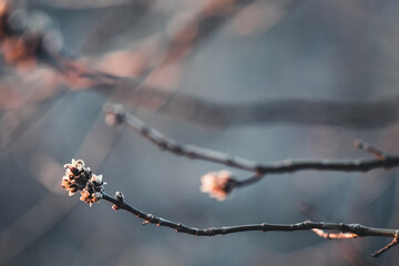Spring blossom background. Beautiful nature scene with blooming tree and sun flare.