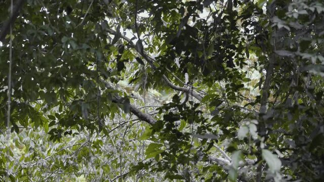 Howler monkey in distance jumping on trees 