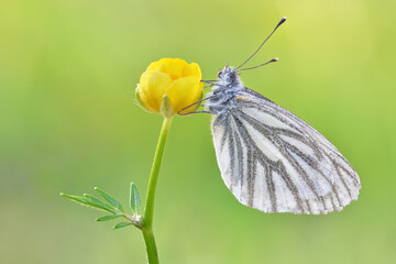 Pieris napi polish butterfly macro