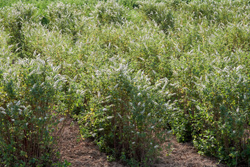 Cultivation of mint, medicinal plant