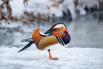 Portrait of bright Mandarin bird on ice - the most beautiful duck in the world