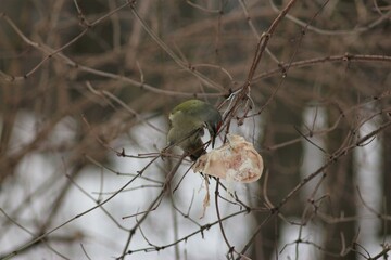Grey-headed Woodpecker (Picus Canus)