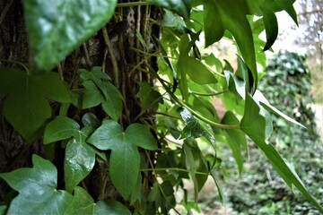 Hojas verdes en corteza tipo enredadera.