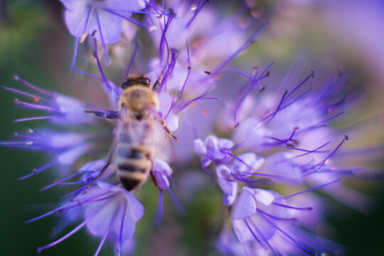 Pszczoła w fiolecie facelii