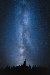 Fototapeta na wymiar Milkyway behind tree silhouettes 