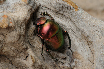 Plum dung beetle