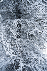 snow covered branches