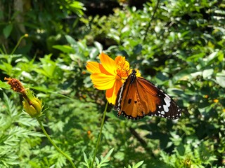 butterfly on flower