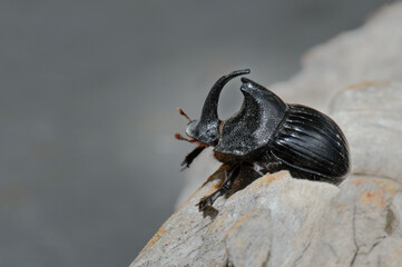 Rhinoceros bung beetle