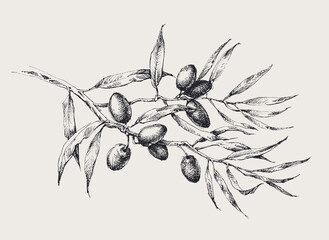 Olive tree branch with black olive fruits and leaves