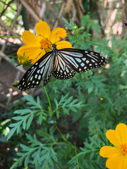 butterfly on flower