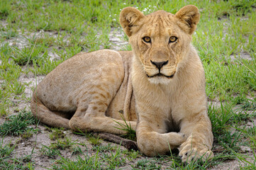 Fototapeta na wymiar Young lion resting