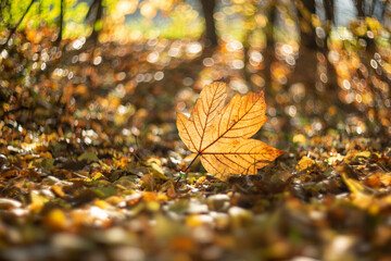 Jesienny liść o poranku na złotym dywanie
