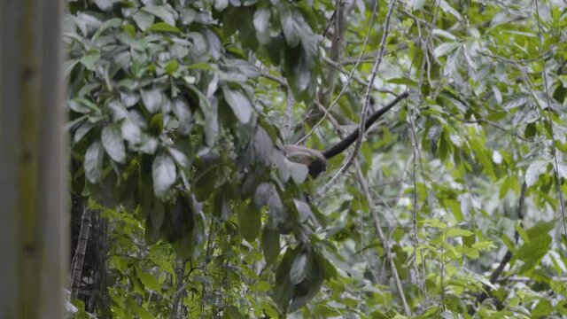 Howler monkey in distance jumping on trees 