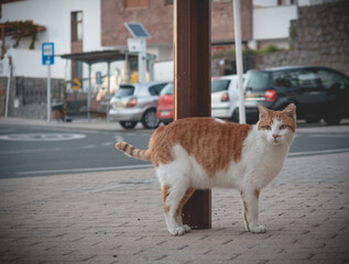 Beautiful cat at walks along the street.