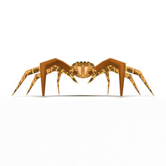 spider on a white background