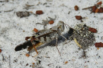 Mottled sand grasshopper on the ground in Florida wild