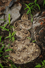 Puff adder sun bathing