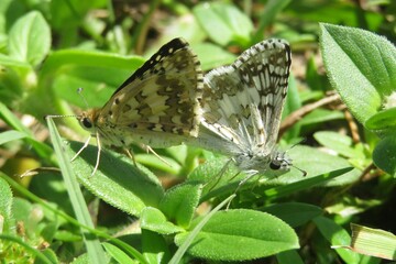 Tropical skipper butterflies mating on grass in Florida nature, closeup