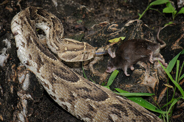 Puff adder feeding on a mouse