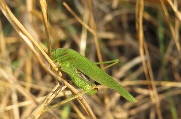 Green grasshopper on grass in autumn garden, closeup