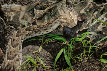 Puff adder feeding on a mouse