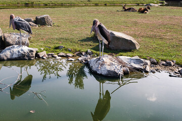 Marabou stork and its reflection in water. Marabou birds stand on big rock near river.Zoo birds.